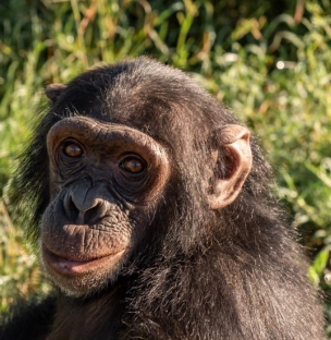 Manno - The Chimpanzee